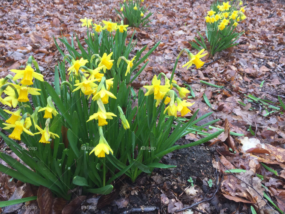 Spring is here, Antwerp, Belgium, march 2018.