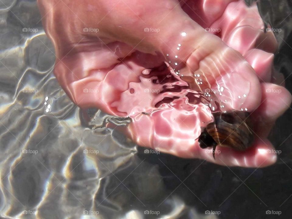 Baltic Sea snail 