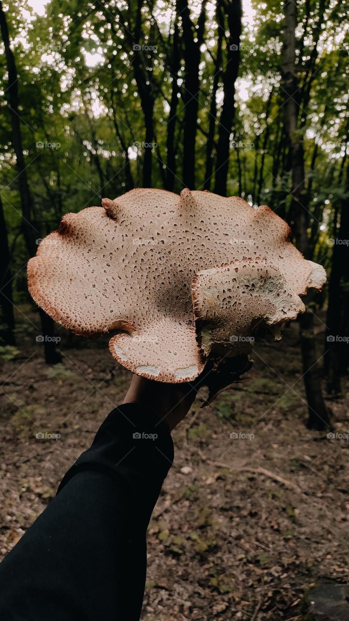Giant wild mushrooms Dryad’s saddle, Pheasant’s back mushroom, scaly polypore, Polyporus squamosus, Cerioporus squamosus in hand