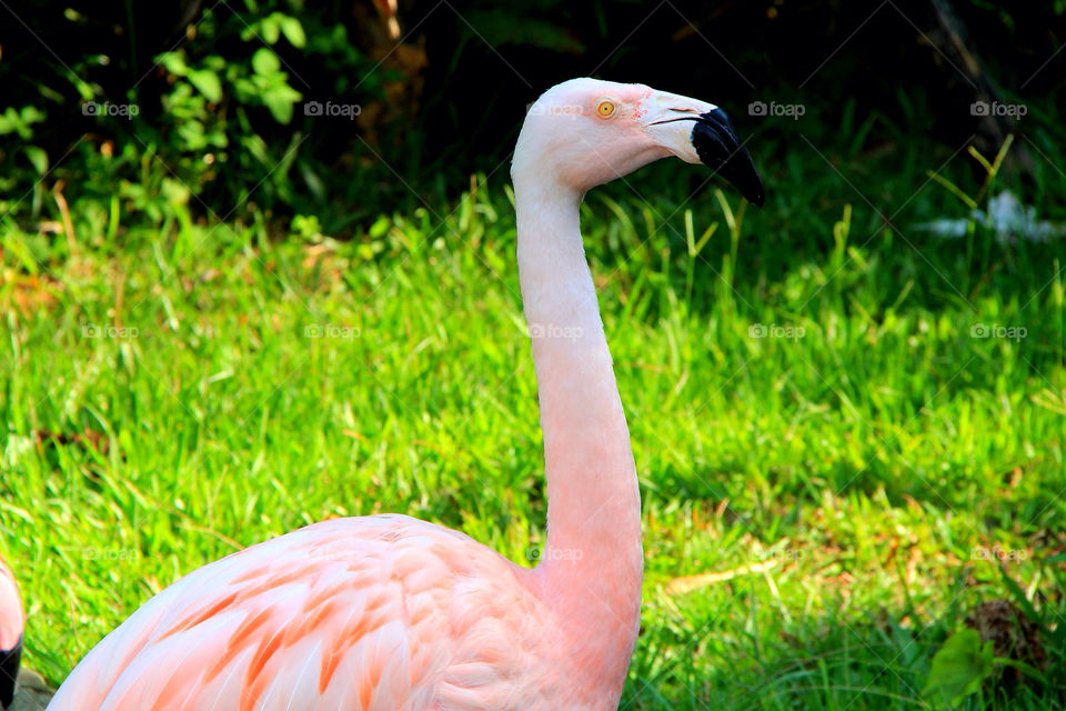 Bird, Nature, Wildlife, Beak, No Person