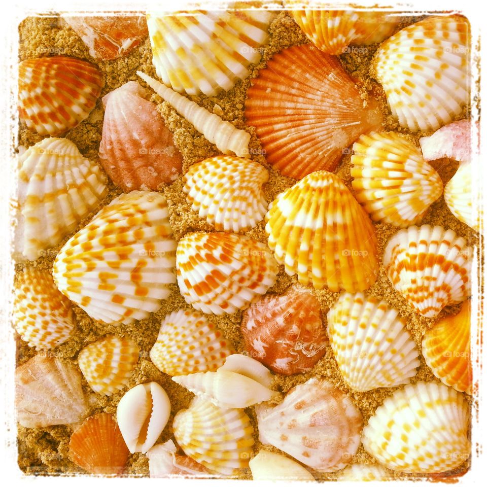 Seashells background