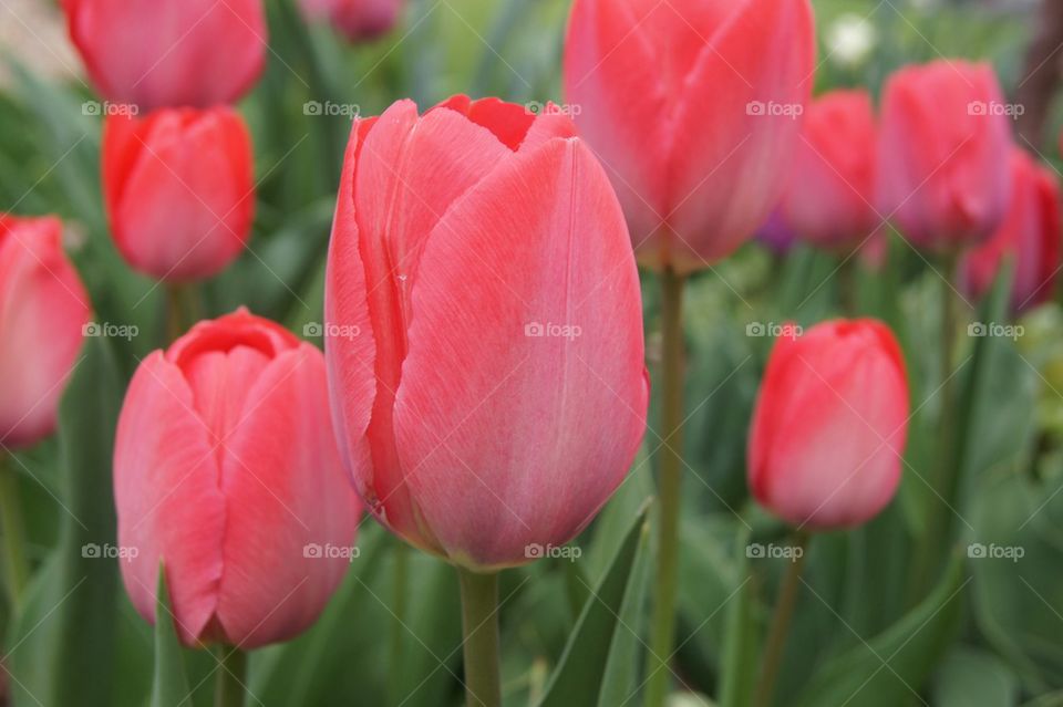 Tulips