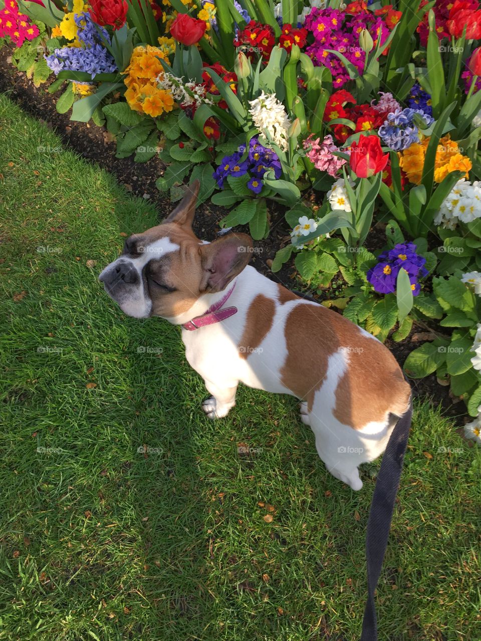 French bulldog by a flower bed