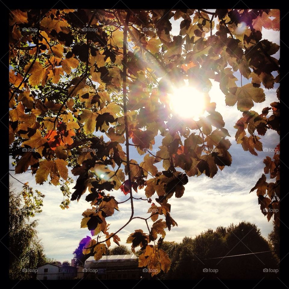 Fall in Slottsskogen