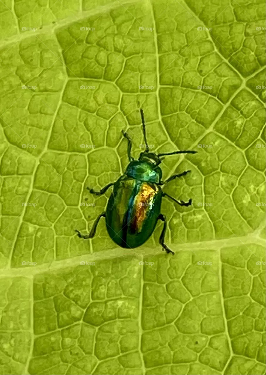Käfer auf Blatt