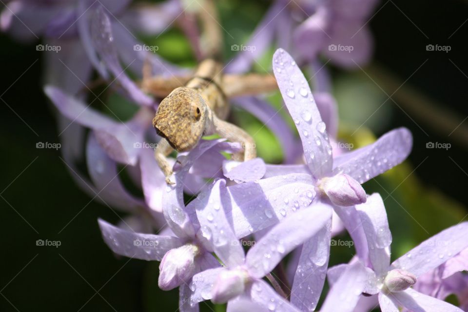 Lizard on wet flowers