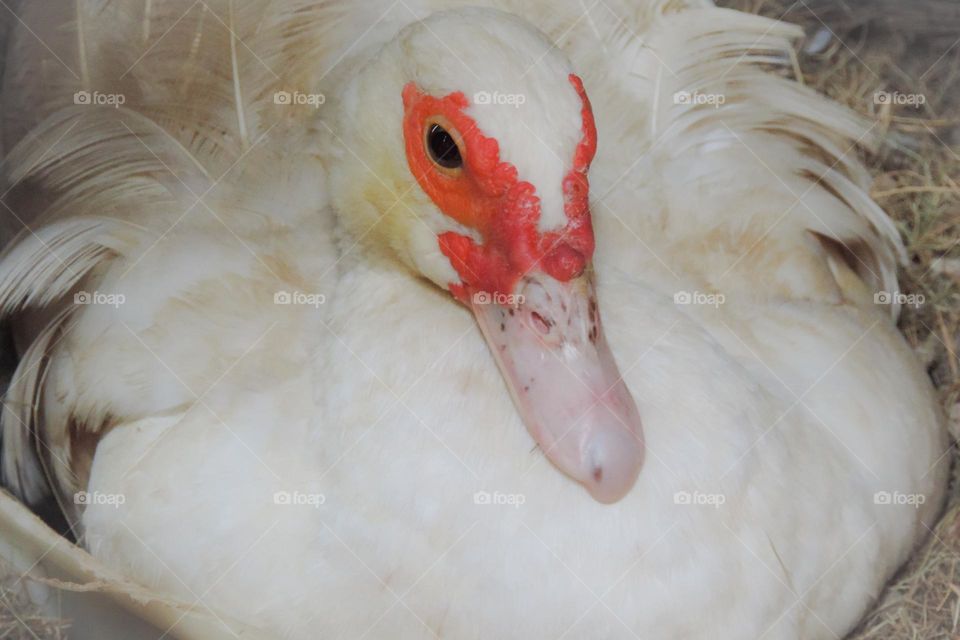 A delicada pata em seu ninho