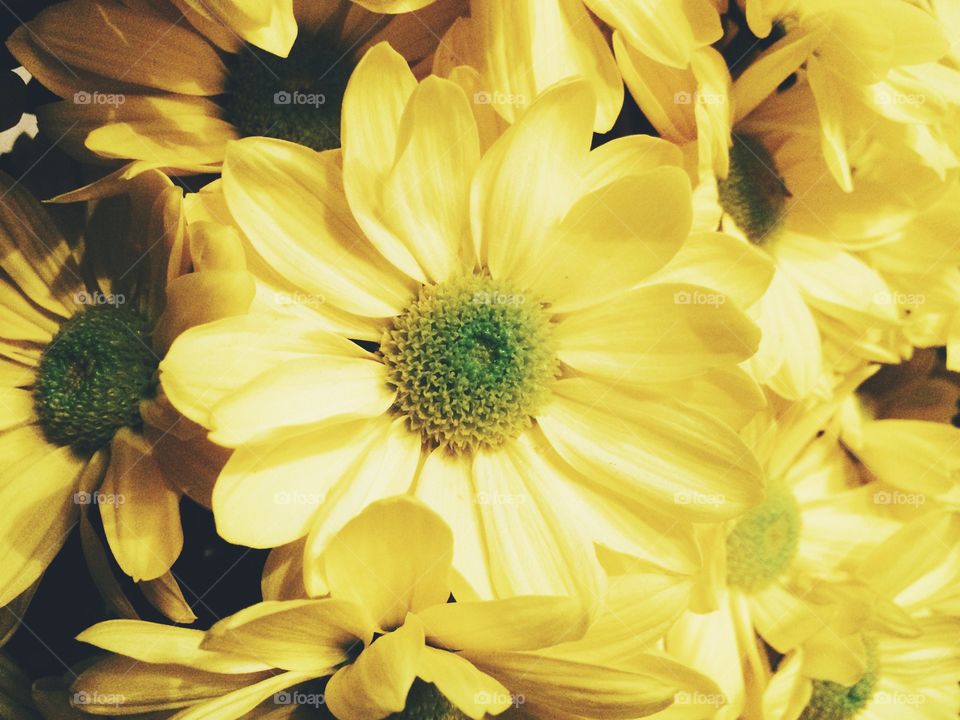 Full-frame image of yellow flowers. 