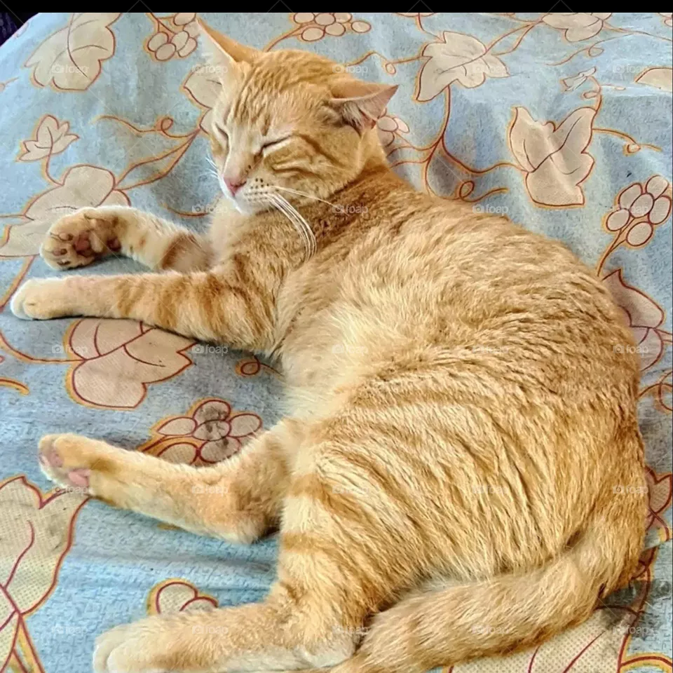 Tom