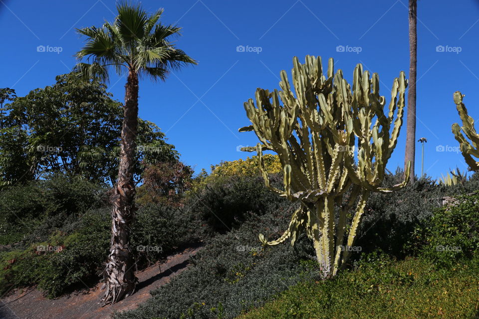 Garden in Canary Island, Spain