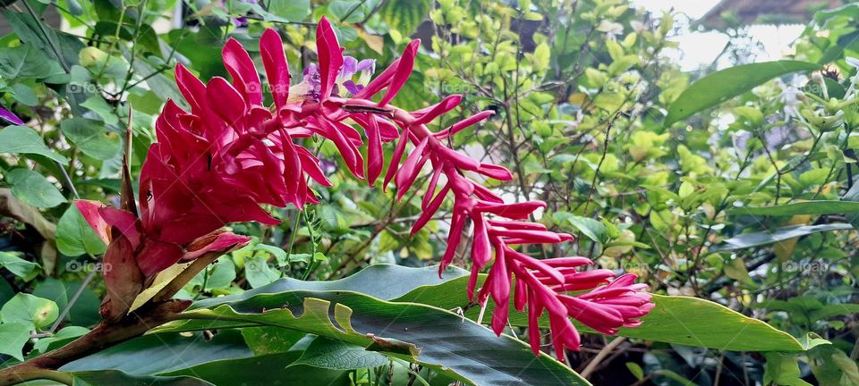 red Ginger flower