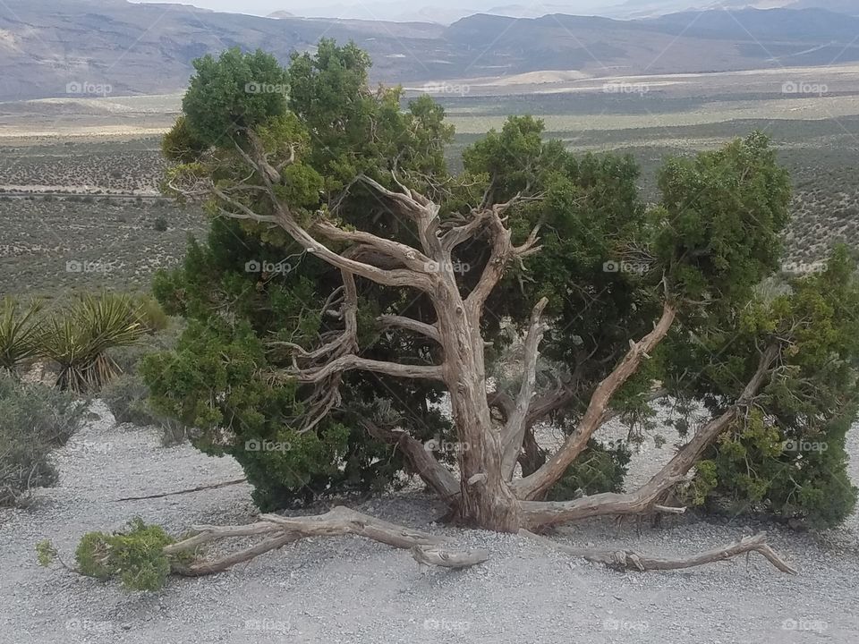 wind weathered tree