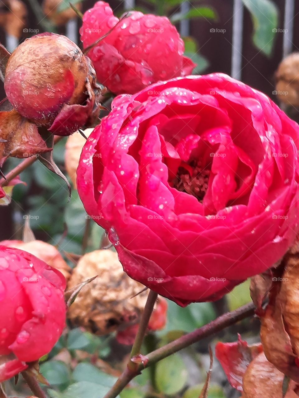 winter garden after frosty night - pink rose bouquet