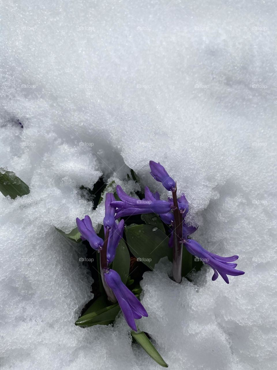 Spring Flowers