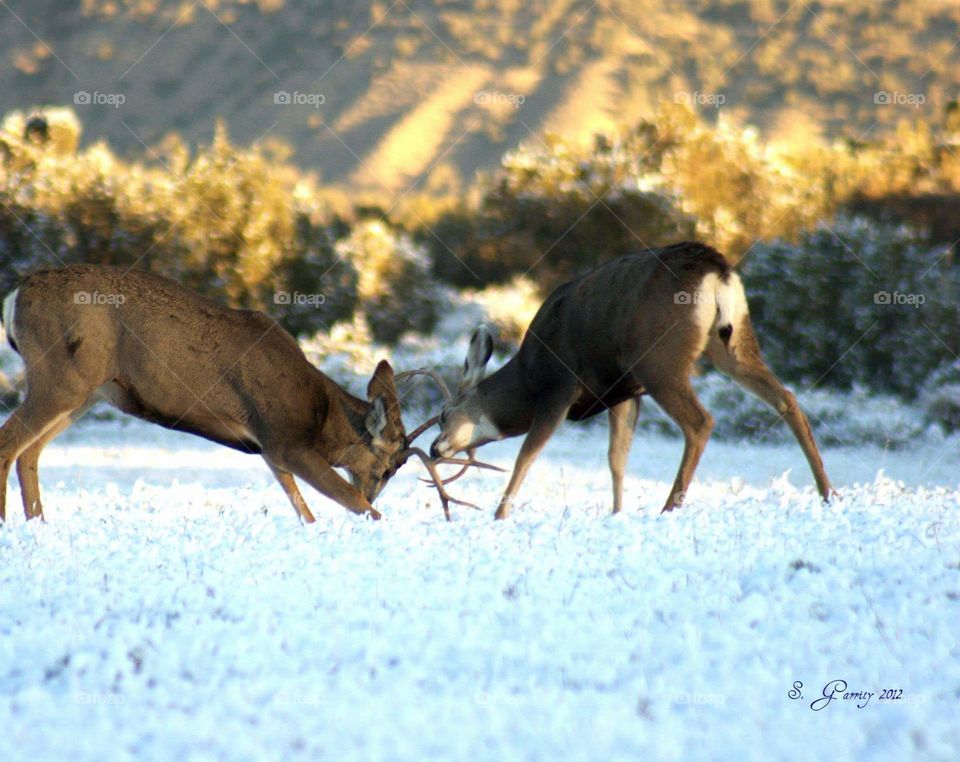 Mule Deer Bucks Rutting Season