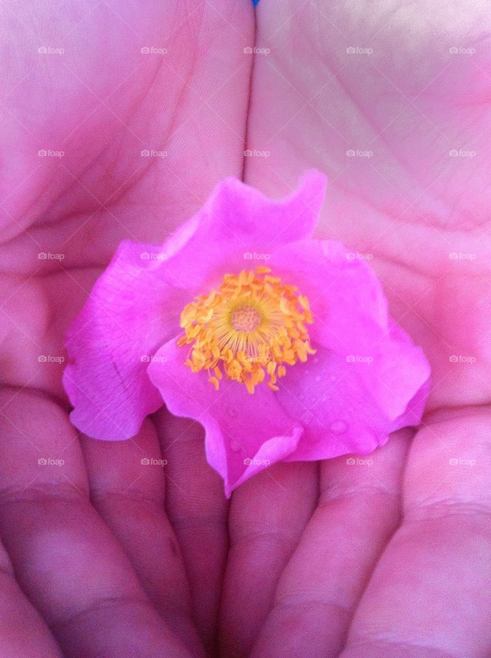 Flower in hands