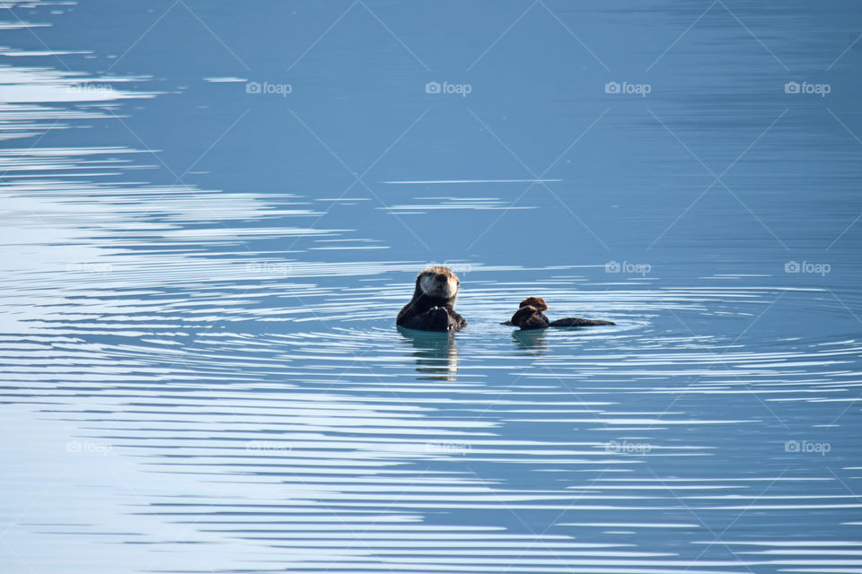 Sea otter floating in Alaskan gulf