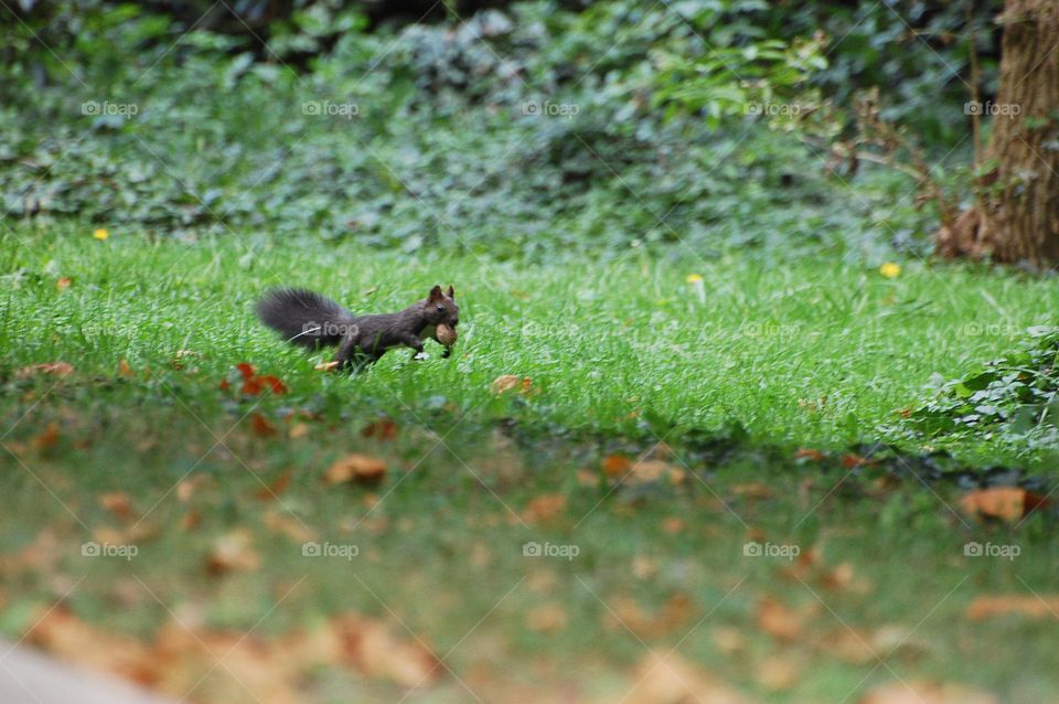 Squirrel with a nut