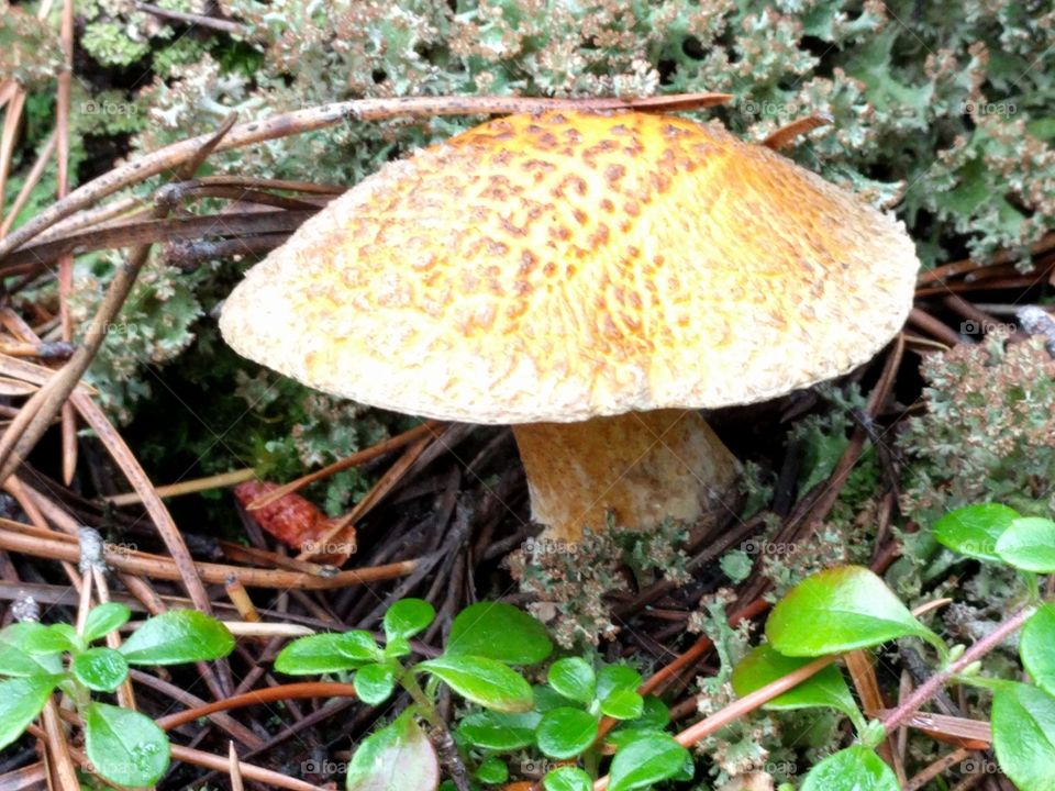 toadstool