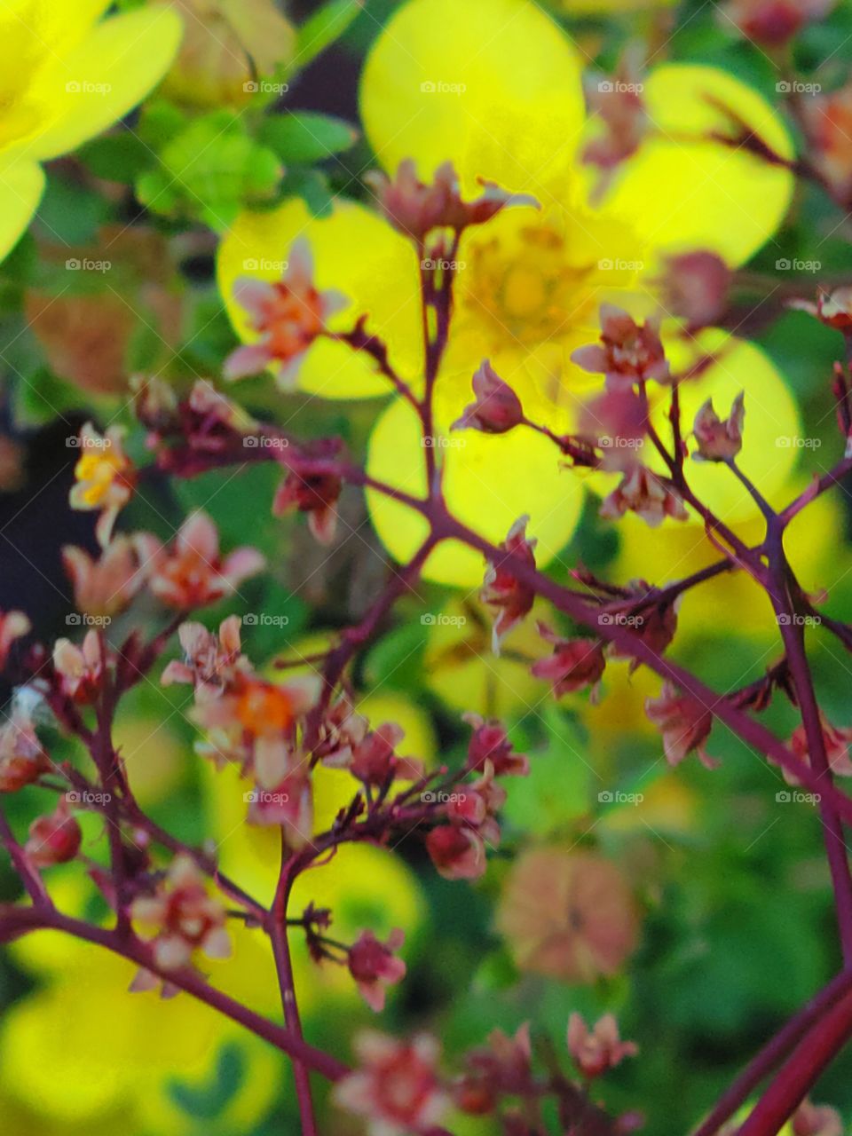 Spring mix flower garden