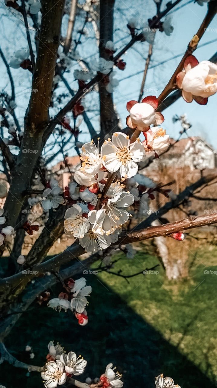 First days of spring 🌸