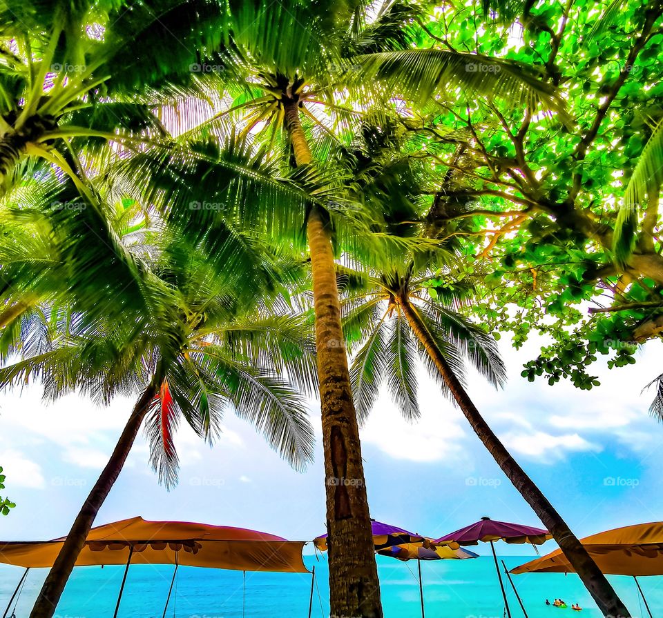 Coconuts. The silent killer 🇹🇭 - Bang Saray, Thailand