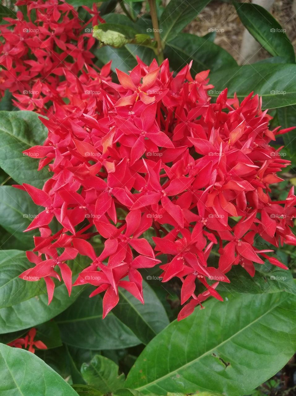 bunch of red flower seasonal fresh shurb small size looks very beautiful generally found everywhere