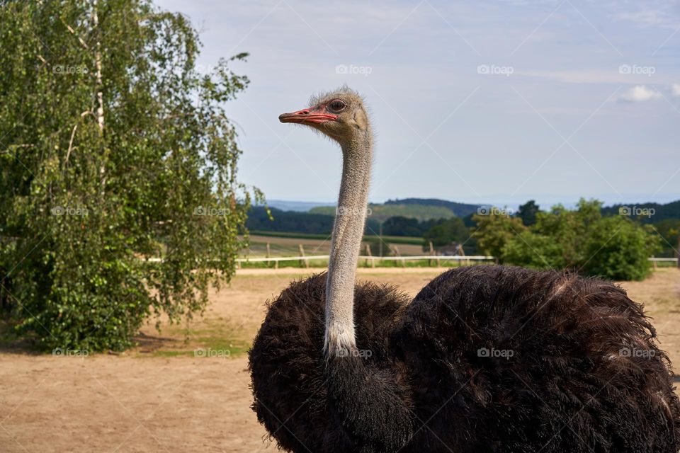 South African ostrich 