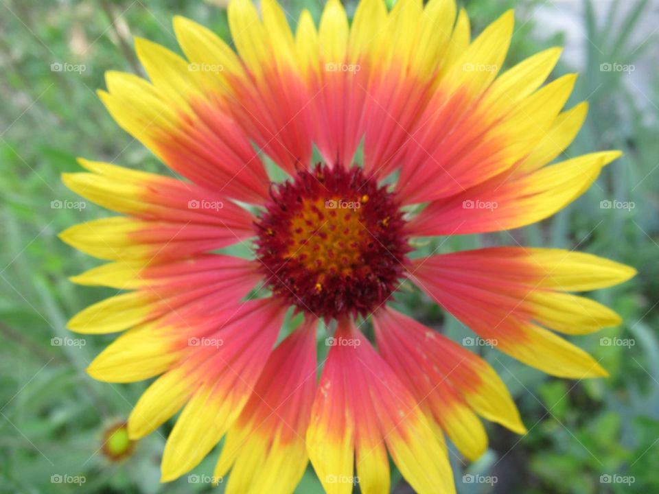 flowers of my garden, summer is the time to bloom