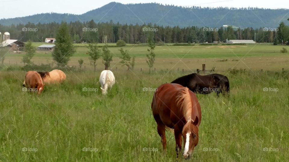 horses, herd, grassland, pasture, trees, mountains, farmland, farmhouse, sky