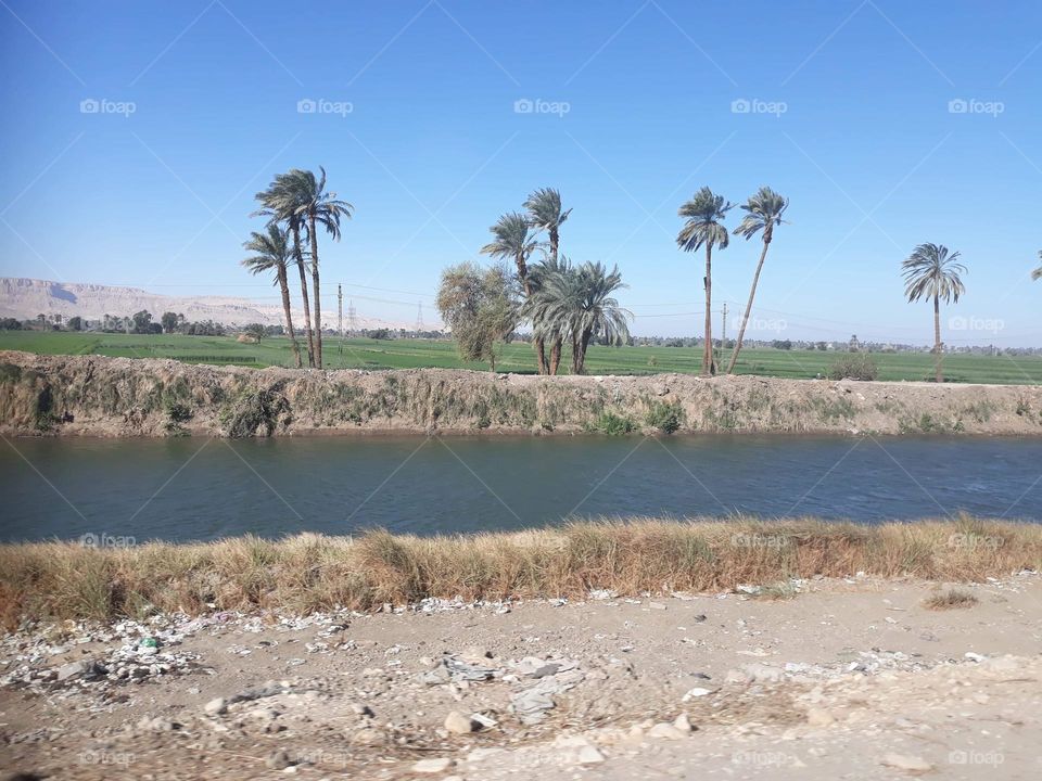 Lone trees in the desert