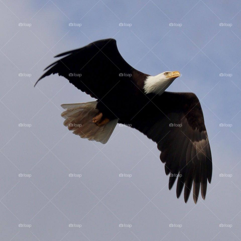 A bald eagle flies high through serene blue sky  above the city near Tillicum, Washington State 