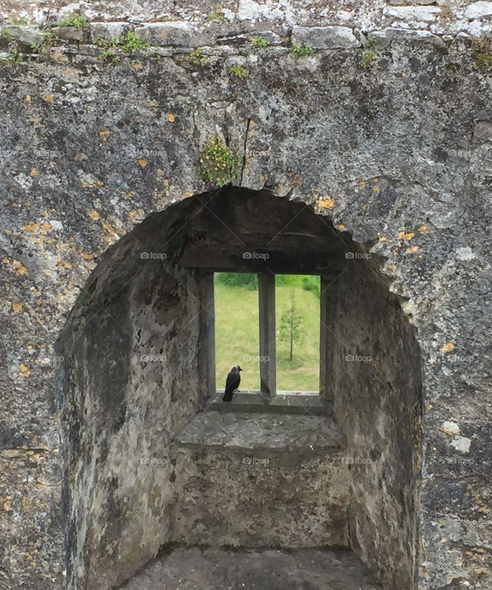 Bird in a window 