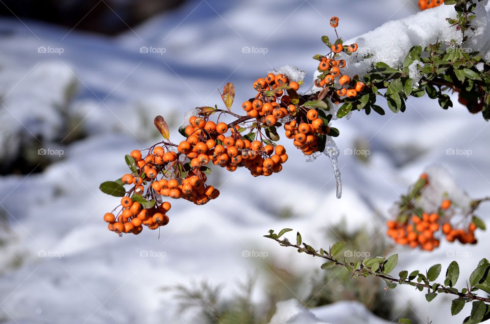 View of berry on snow