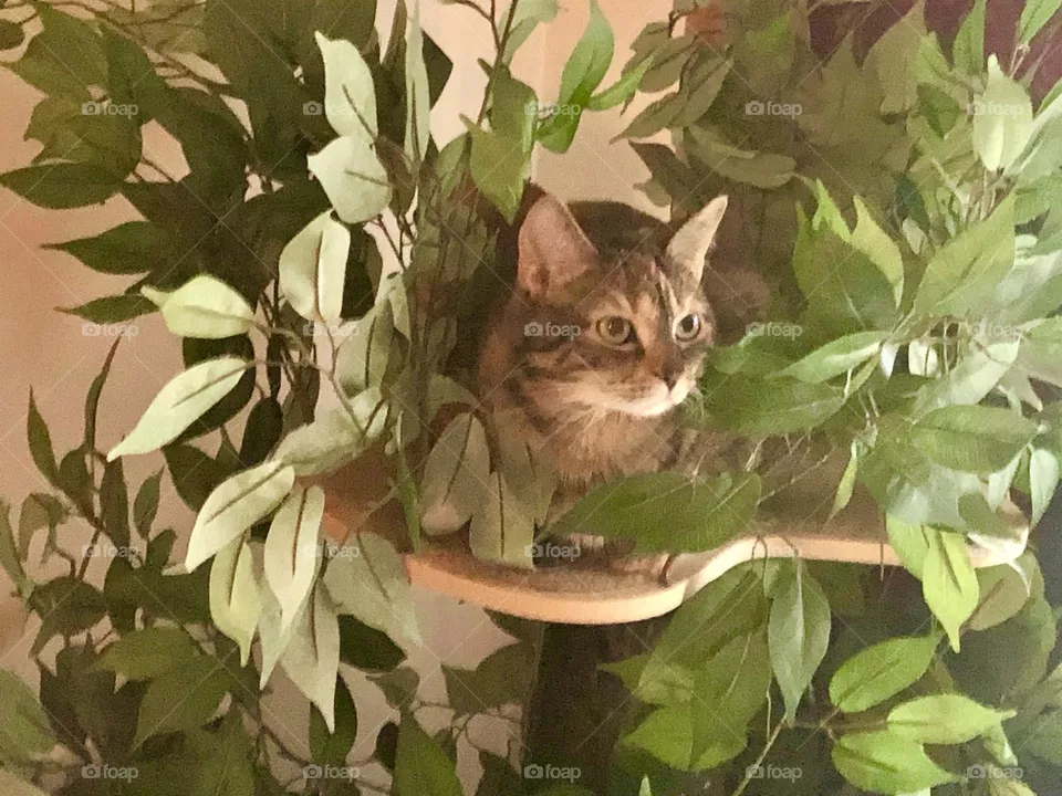 Kitty cat’s hiding place 