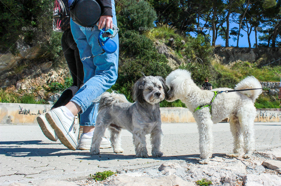 Two dogs look like in good conversation