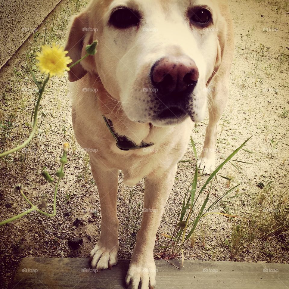 A Dog and Her Flower