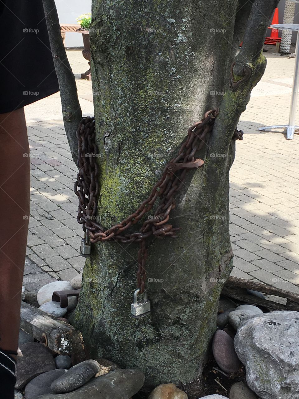Tree, Old, Nature, Street, Chain