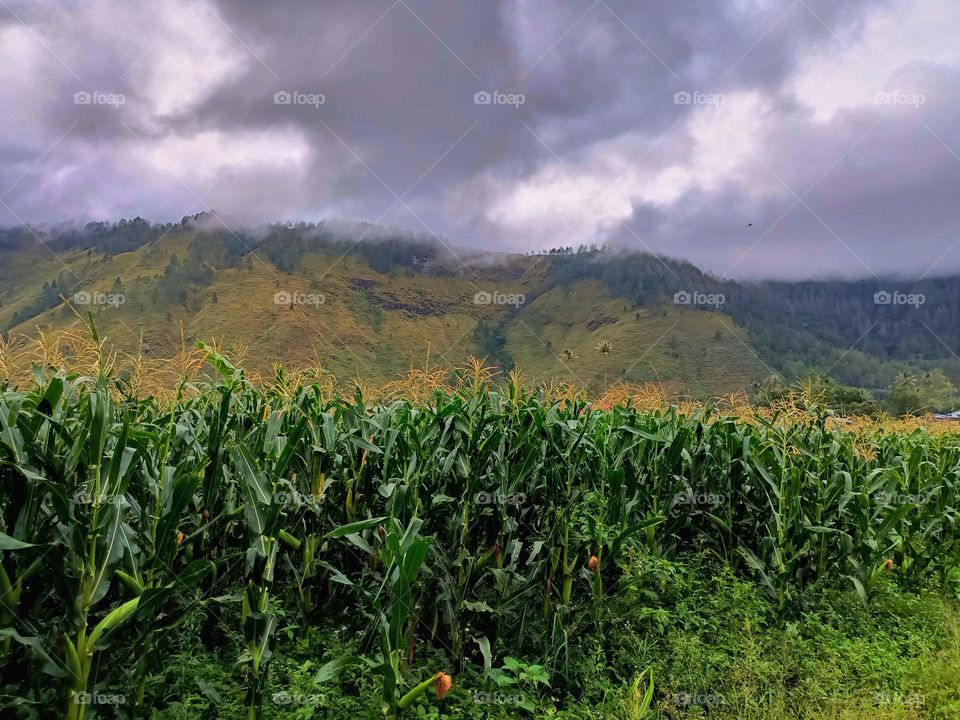Storm clouds over a sweetcorn maize with field mountain landscape