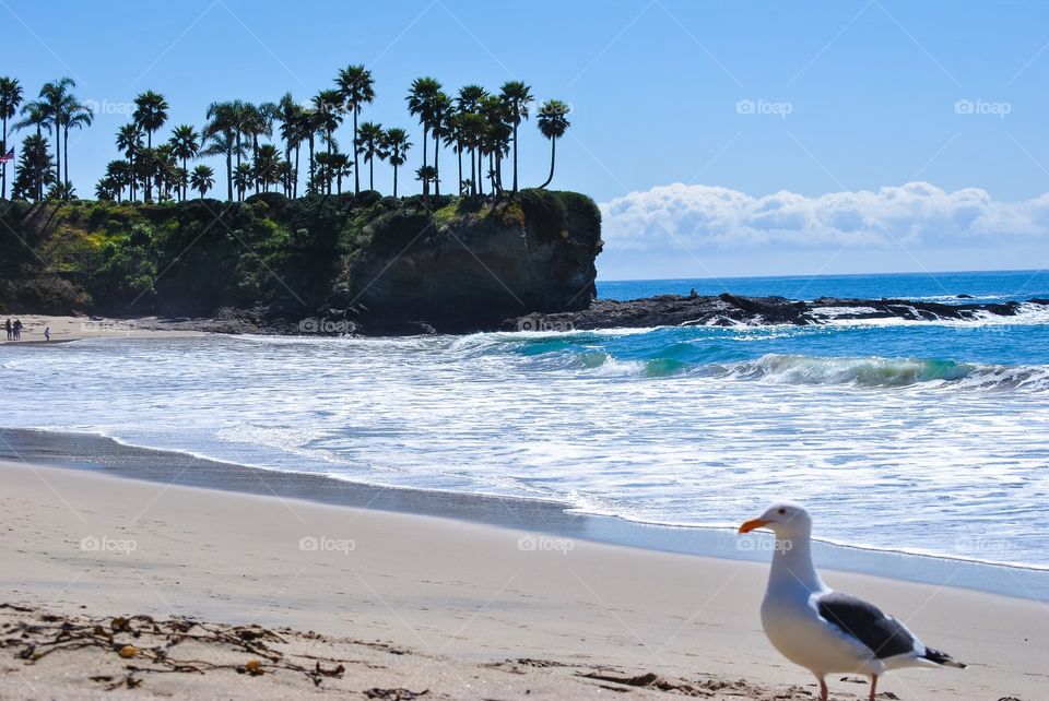 Sea gull on the beach