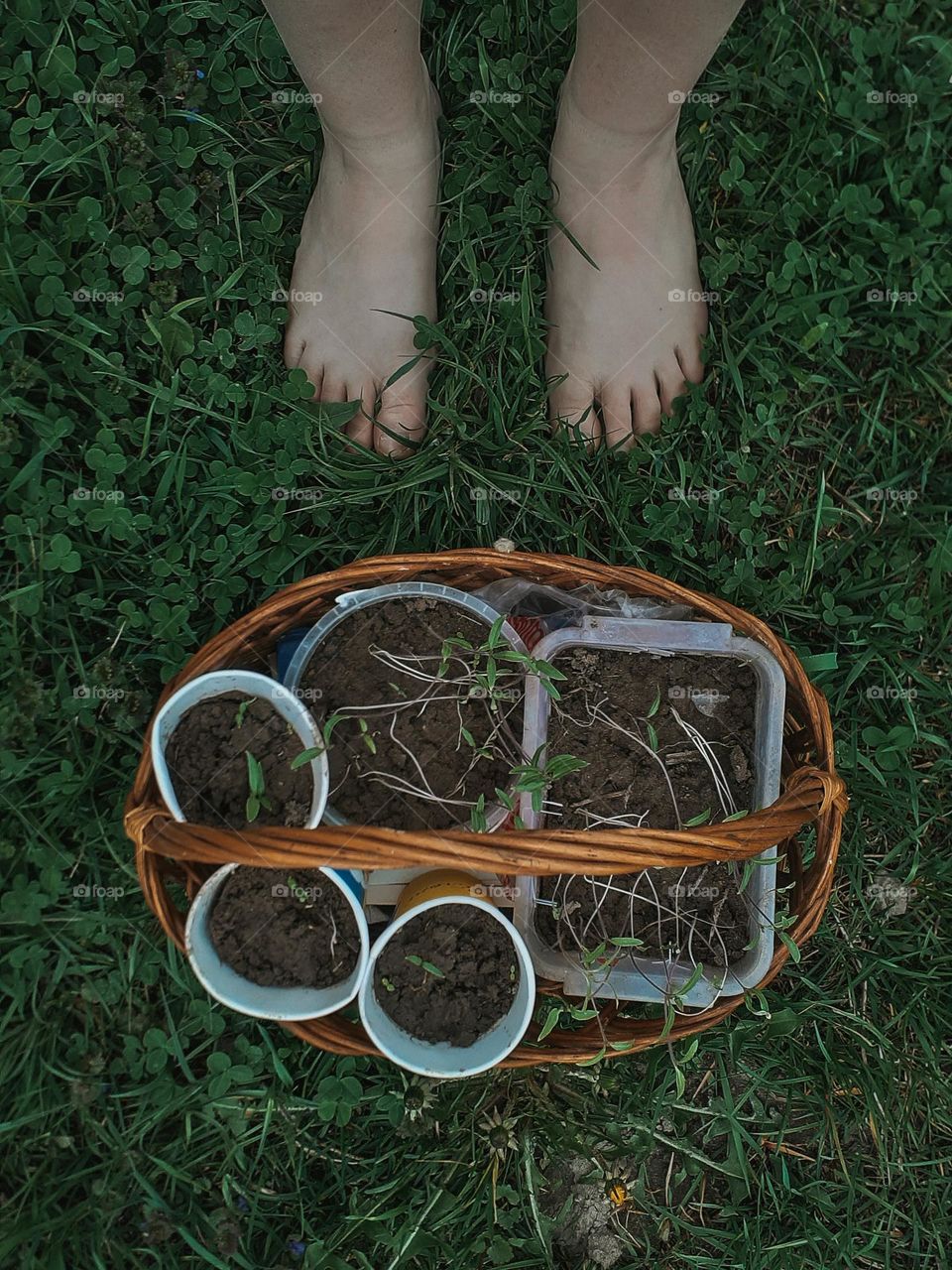 Rural aesthetics of growing seedlings for home cultivation