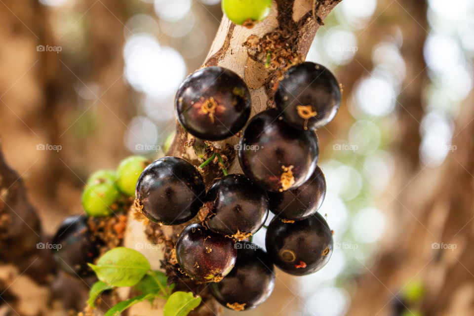 jaboticatubas typical fruit from Brazil