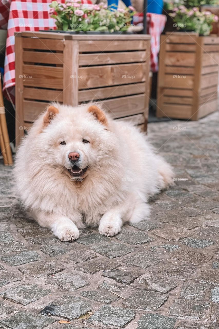 Cute fluffy Dog 