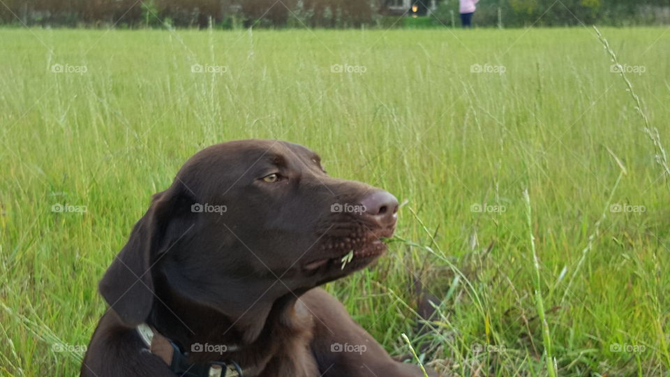 Chocolate Lab laying in the field taking a break from playing and deciding to eat the grass