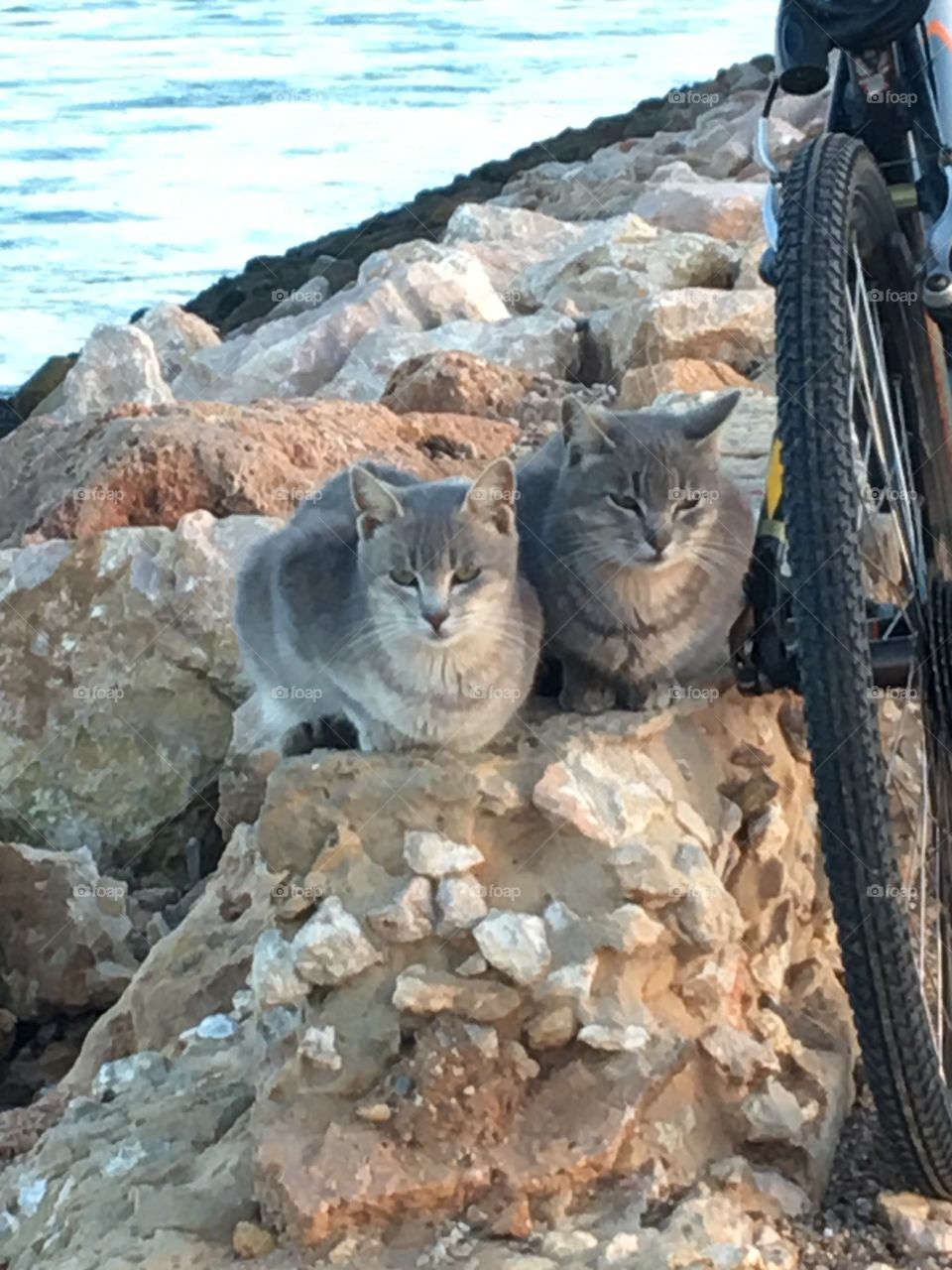 Two little cats near bicycle 