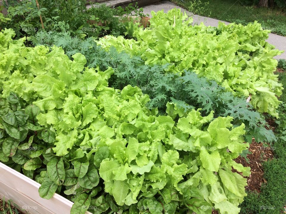 Lettuce garden 