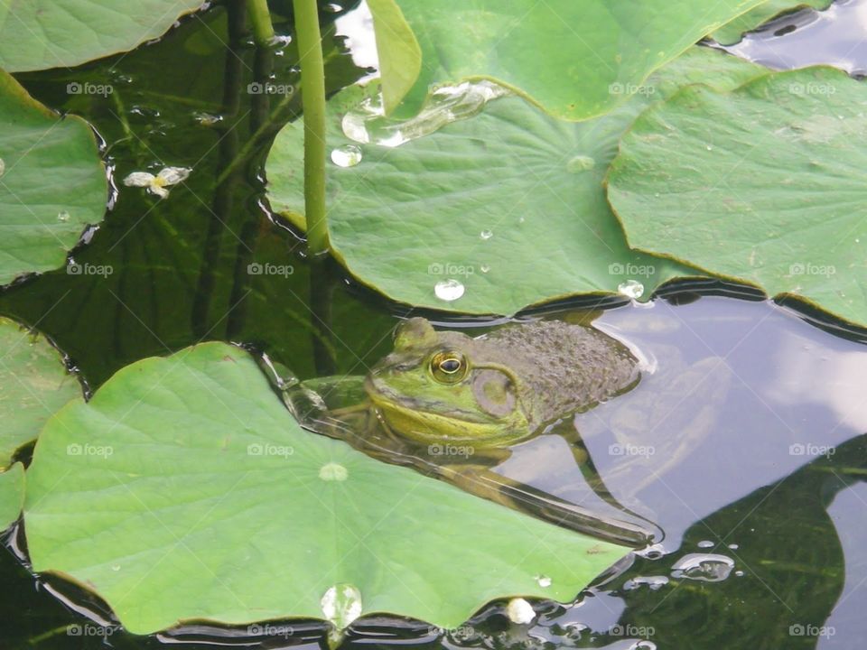 Frog in Pond