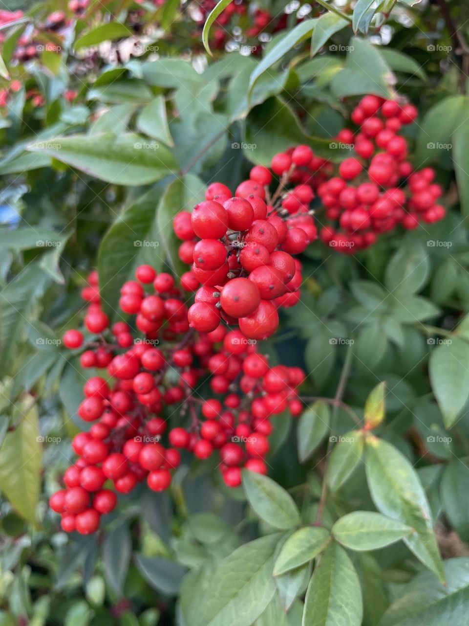 Red nandina in the winter cold