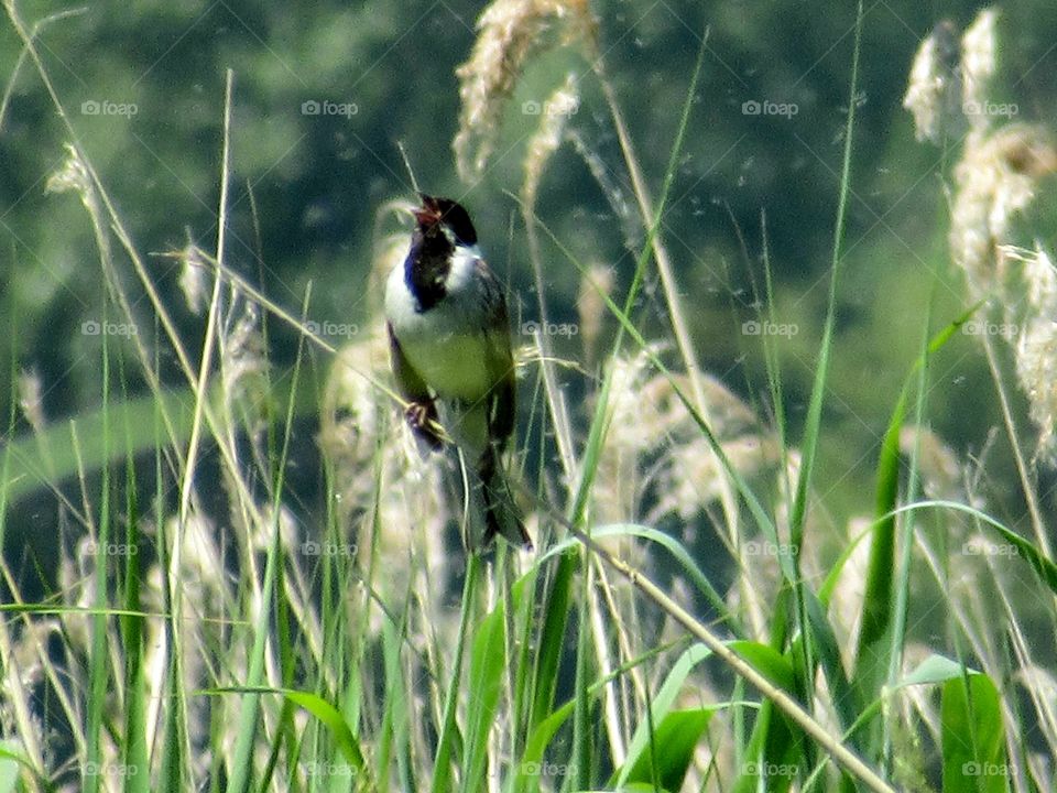 Reed bunting catching all the tiny flies