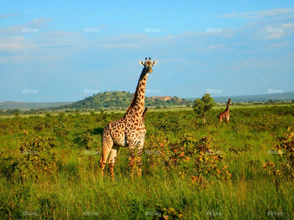 Giraffe on the African savannah